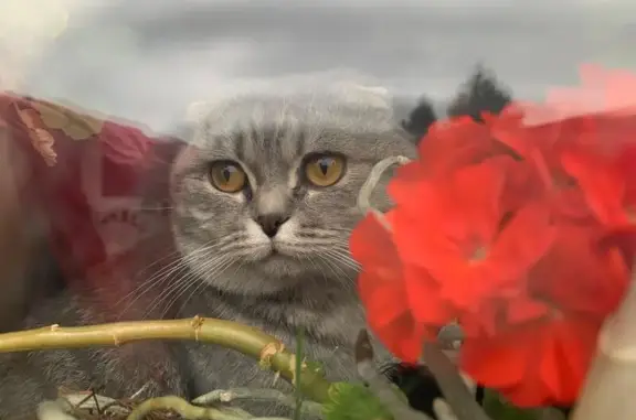 Пропала кошка в Алеканово, Рязанская обл.