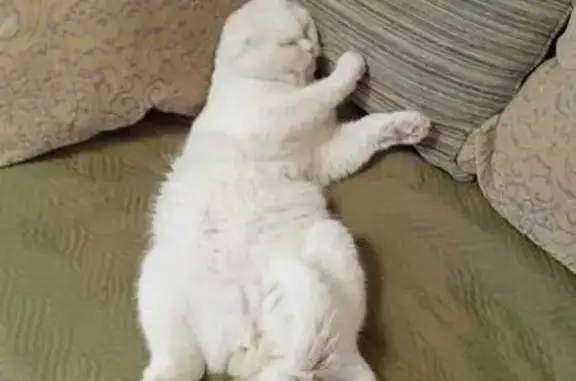 Кошки потеряшки, Новая Усмань, фото: Потеряшка кот, ул. Горького 41, Новая Усмань