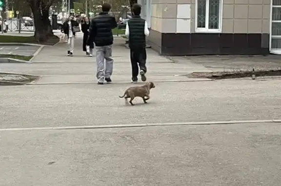 Собака найдена у Горького и Швецова, Пермь