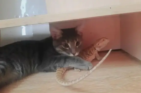 Пропала кошка, ул. Г. Димитрова, 3, Самара