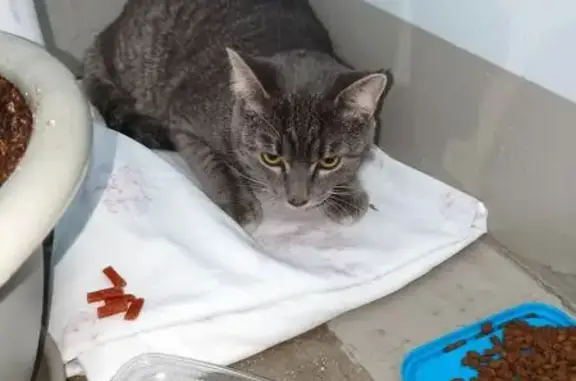 Найденные животные Пермь, фото: Кошка найдена в подъезде, Парковый 37Г