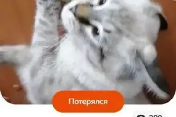 Пропала кошка, ул. Машиностроителей, 12