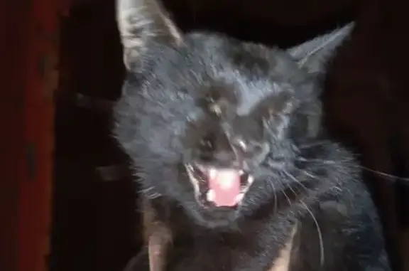 Кошка найдена: пр. Металлургов, 25