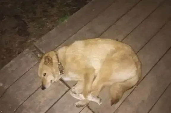 Собака найдена, Киров, Кировская обл.