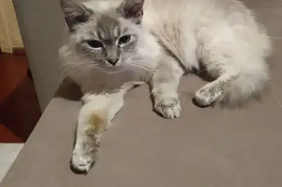 Кошки потеряшки, Вологда, фото: Потеряшка кошка, Ленинградская 75А, Вологда