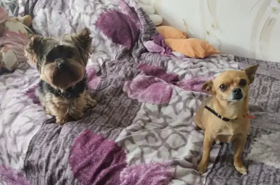 Собаки потеряшки, Воронежская область, фото: Потеряшка собака, Зайцевка, Центральная ул.