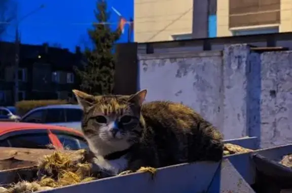Найдена кошка, Архангельск, фото: Кошка найдена у Мещерского, 3, Архангельск