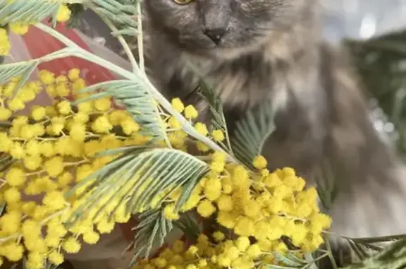 Пропала кошка, ул. Мазая 11, Тула