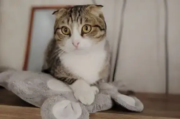 Пропала кошка, ул. Калинцева 5, Иваново