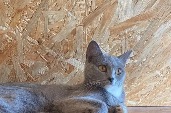 Пропала кошка, Домодедово, МО