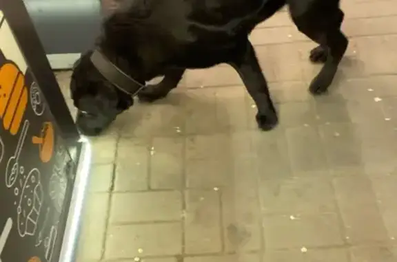 Найдена собака, Воронеж, фото: Найден черный лабрадор, ул. 45-й Стрелковой, 232/1