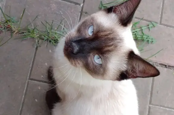 Сиамская кошка найдена, Светлая ул., Дятьково