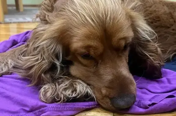 Найдена собака, Краснодар, фото: Сбита собака на Жлобы, 88/1, Краснодар