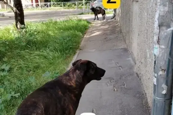 Найдены собаки, ул. Горпищенко, Севастополь