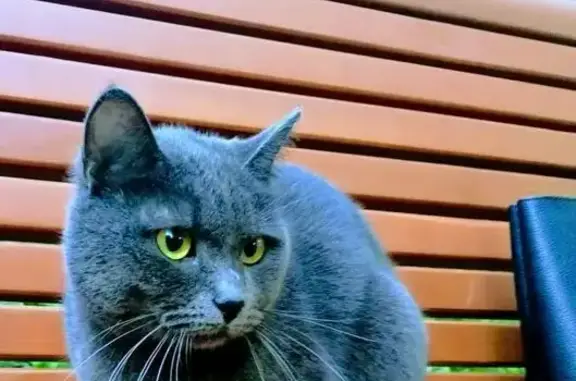 Кошка найдена на ул. Пилюгина, 26, Москва
