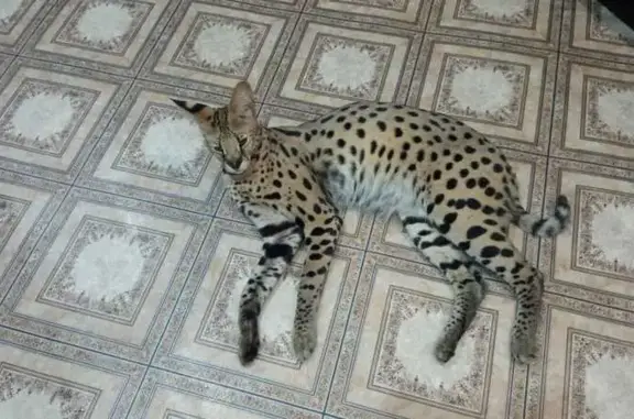 Кошки потеряшки, Еловский сельсовет, фото: Потеряшка кошка, Еловский с/с, Красноярск