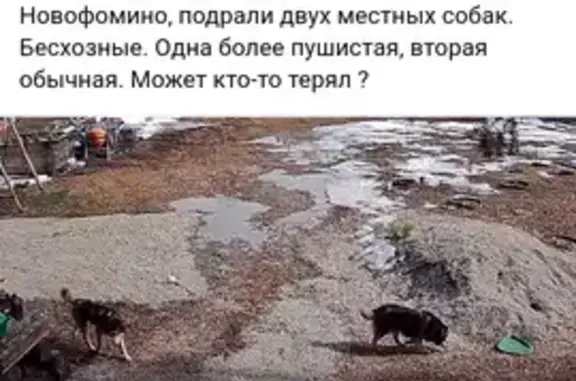 Найдена собака, Нижний Тагил, фото: Две хаски найдены в Боброве, Нижний Тагил