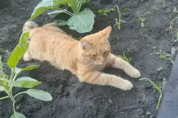 Пропала кошка, ул. Чайковского, 57Б