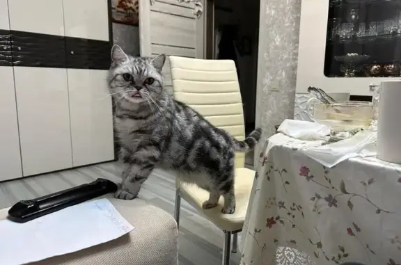 Пропала кошка, МО, дача.