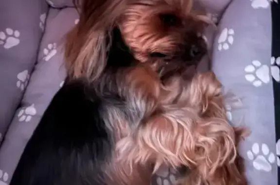 Найдена собака, Красный Сулин, фото: Найдена собака, Октябрьская 4, Красный Сулин