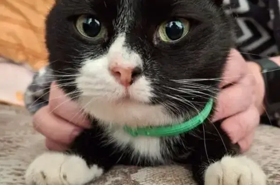 Найдена кошка, Ярославль, фото: Кошка найдена: пр. Толбухина, 9, Ярославль