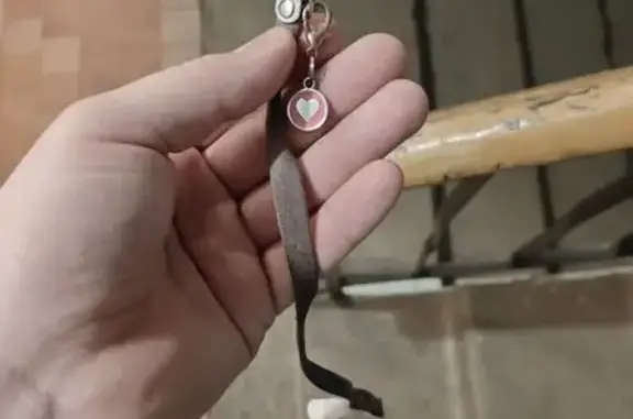 Кошка найдена: Приморская ул, 10, Братск - photo