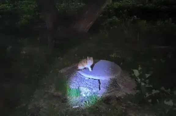 Кошка найдена: Народная ул., 5, Новокузнецк