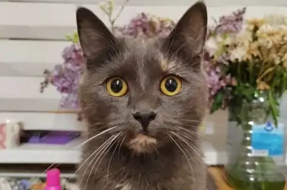 Кошки потеряшки, Самарская область, фото: Потеряшка серая кошка, Власть Труда, Самара