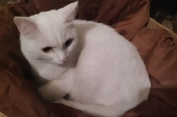 Найдена белая кошка, ул. Бородина, 61
