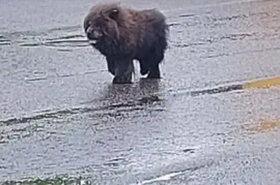 Найдена собака, Красноярск, фото: Собака на ул. Вавилова, 33, Красноярск