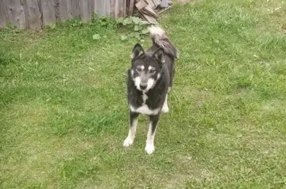 Сарапул: найдена собака, смесь лайки и хаски - photo