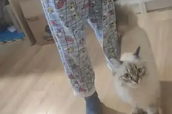 Кошки потеряшки, Волгодонск, фото: Потеряшка кошка, Вокзальный пер., 56, Волгодонск