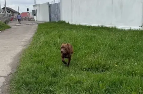 Собака найдена, Пригородная ул. 4, Казань