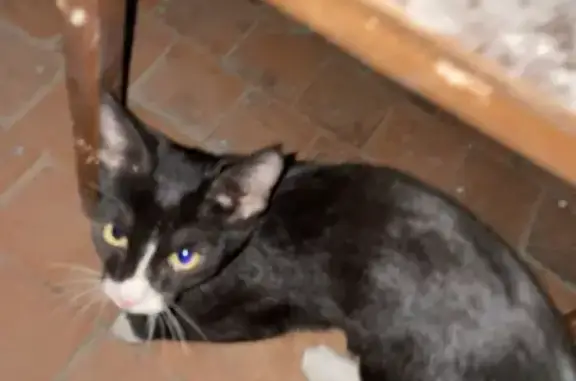 Кошка найдена: Советской Армии, 15А