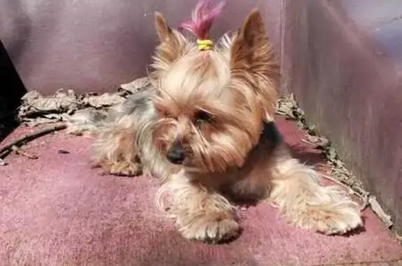 Собаки потеряшки, Любохна, фото: Потеряшка собака, Любохна, 15К-201