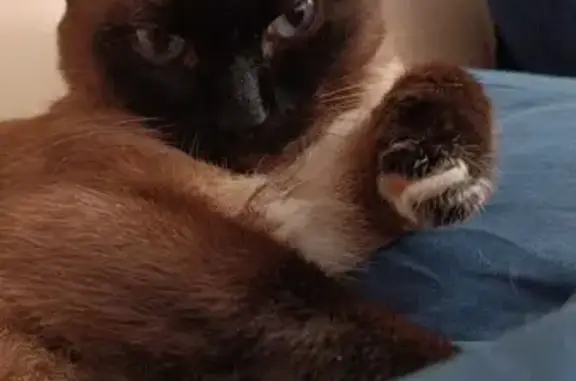 Кошки потеряшки, Курган, фото: Потеряшка кот в Смолино, Курганская ул.