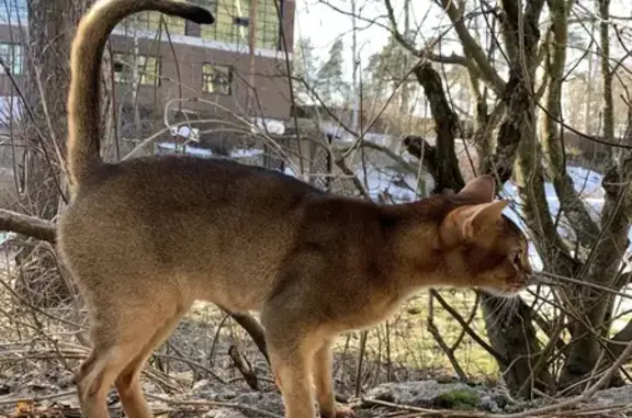 Кошки потеряшки, Ленинградская область, фото: Потеряшка кот: Токсово, Ленобласть
