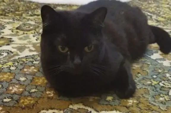 Кошки потеряшки, Пермь, фото: Потеряшка черная кошка, Власова 17/3, Пермь