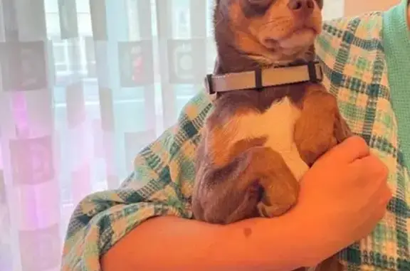 Найдена собака, Иваново, фото: Найдена собака у цирка, пр. Ленина, 42