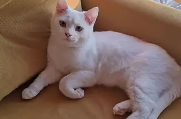 Пропала кошка, Васильковая 8, Благовещенск