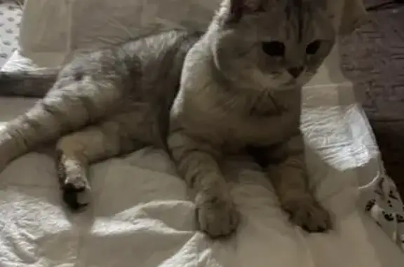 Найдена кошка, ул. Б. Хмельницкого, 61