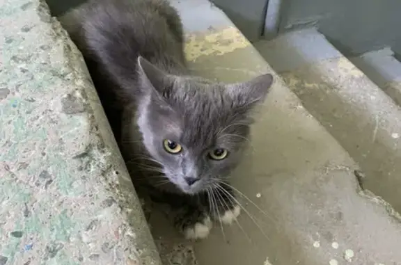 Кошка найдена: Верхнепечёрская ул., Н. Новгород