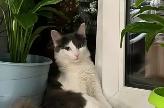 Кошки потеряшки, Нижний Новгород, фото: Потеряшка кошка, ул. Дегтярёва, 10, НН