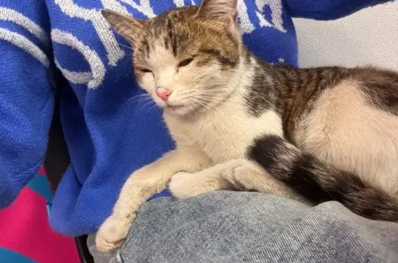 Кошка найдена: Моск. пр., 125, Ярославль