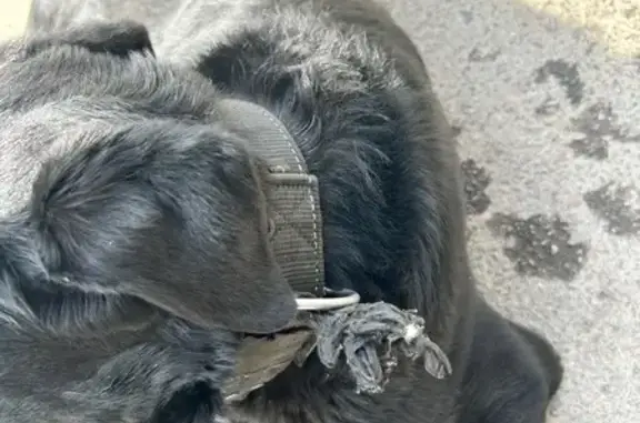 Найдена собака, Воронеж, 45 стрелковая