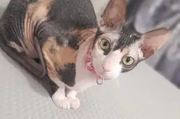 Кошки потеряшки, Шымкент, фото: Потеряшка кошка, Гусева 31, Шымкент