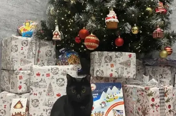 Кошки потеряшки, Воронеж, фото: Потеряшка черная кошка, Танеева 82Т, Воронеж