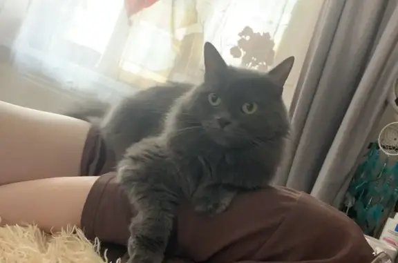 Кошки потеряшки, Кореновск, фото: Потеряшка кошка, Заречная 8, Кореновск