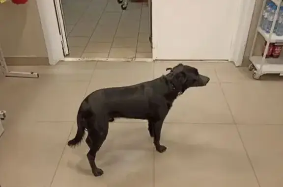 Найдена собака, Нижневартовск, фото: Собака найдена в 