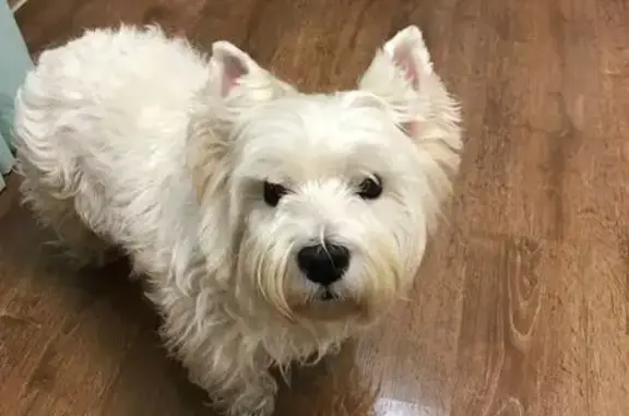 Собаки потеряшки, Старое Михайловское, фото: Потеряшка собака, Ольховская ул., 12